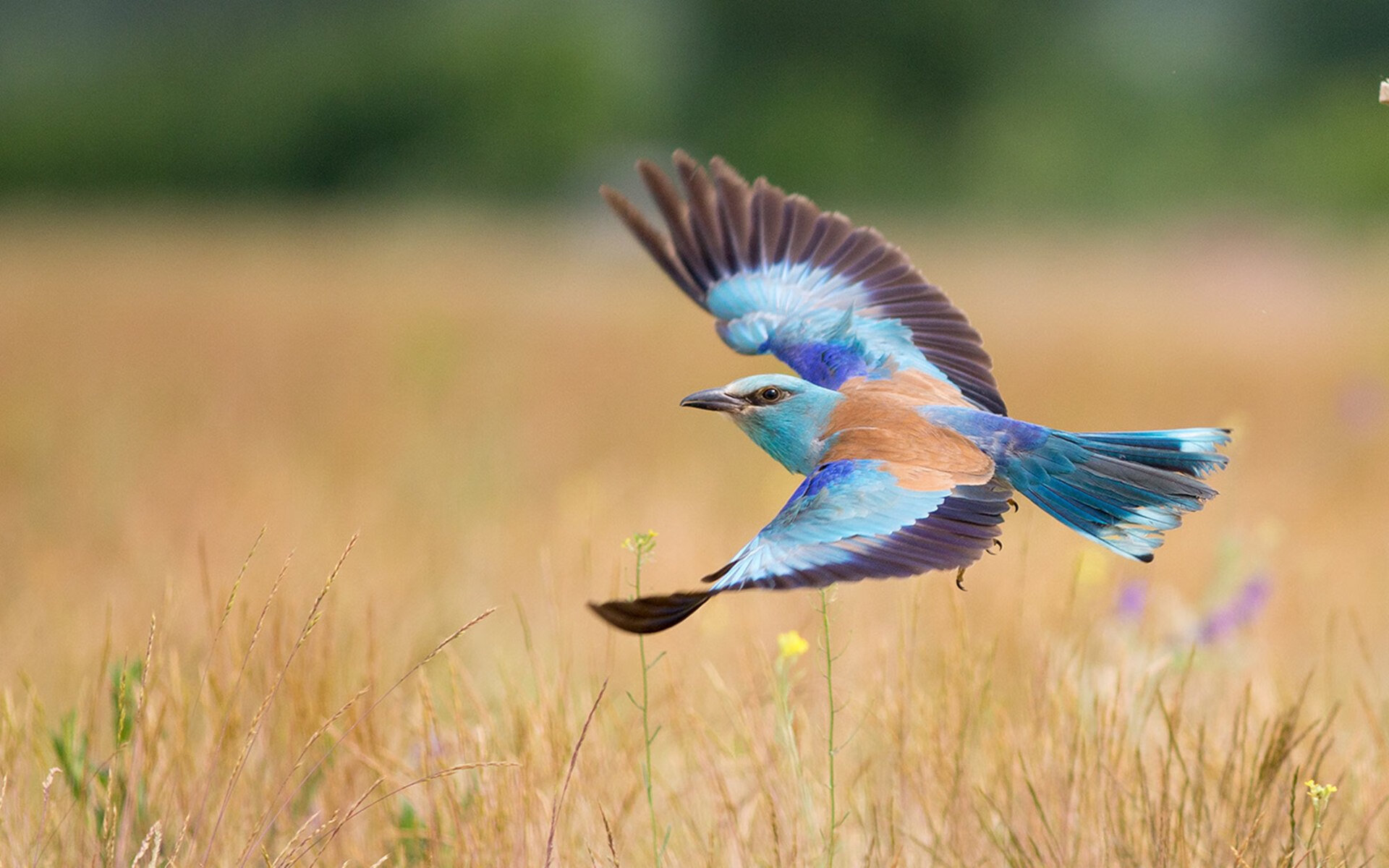 关键时刻,迪亚斯一己之力征服赛场!几内亚连续得分波强势压制伊朗