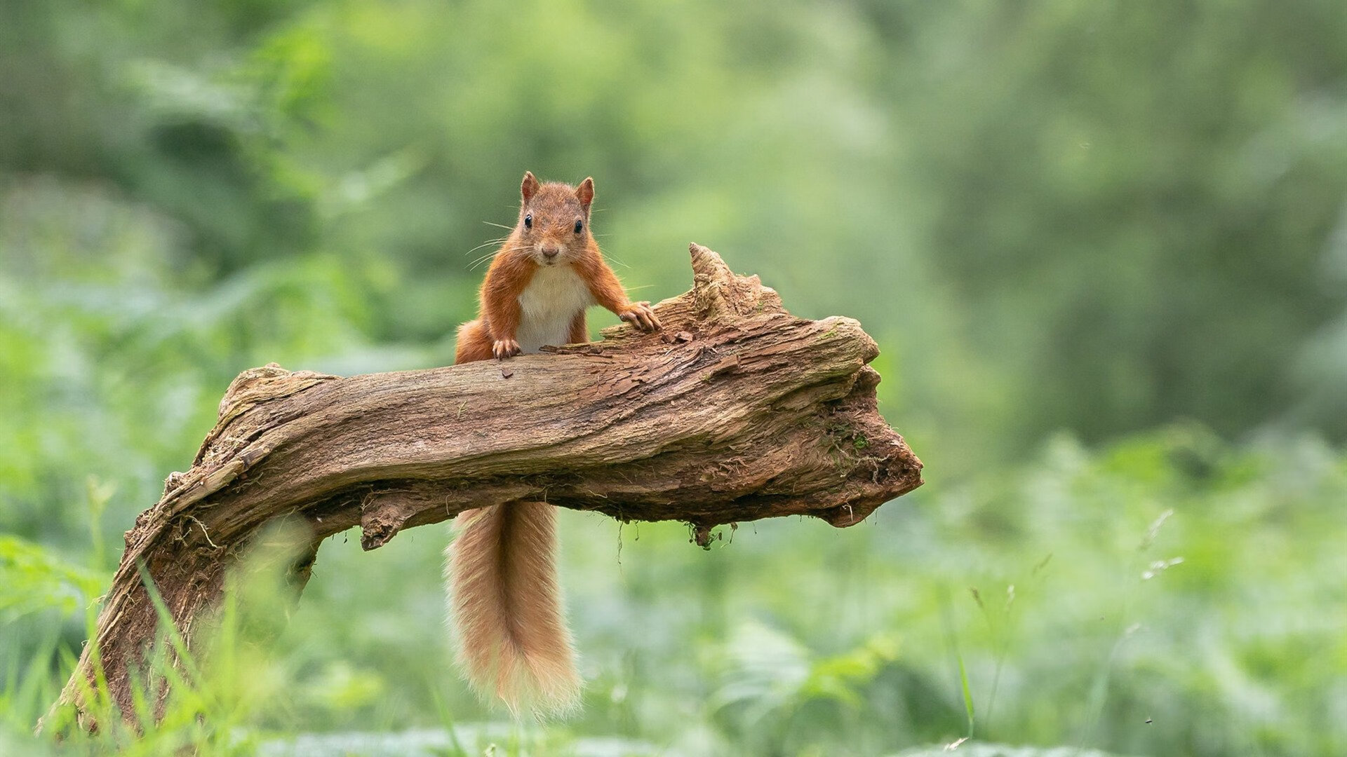 开云官网-体育周末双响炮，西甲国家德比激战正酣，广厦队险胜雄鹿谱写传奇