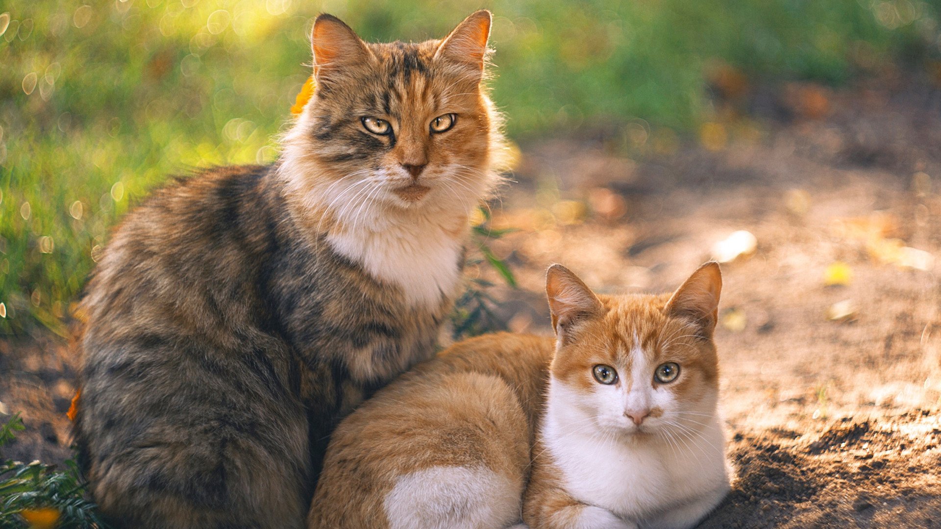末节逆转与生死接管，体育史上的双重震撼