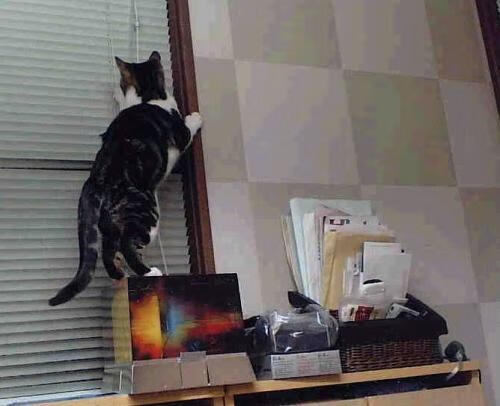 西决生死战,沙特绿茵破壁与文明对话的终局预演