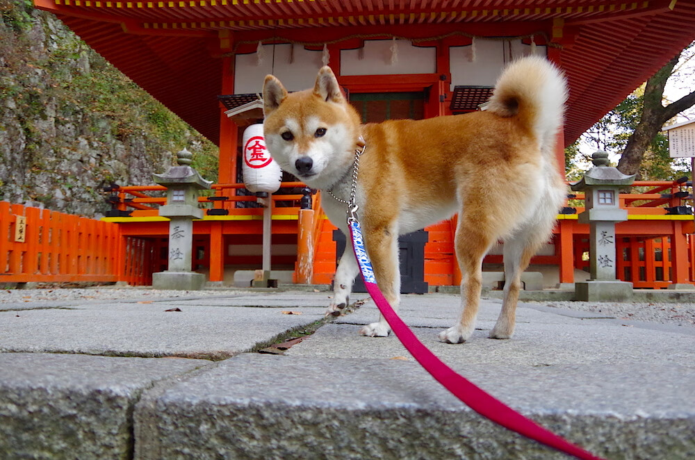 绝杀之夜，杰伦·格林东决关键战定乾坤