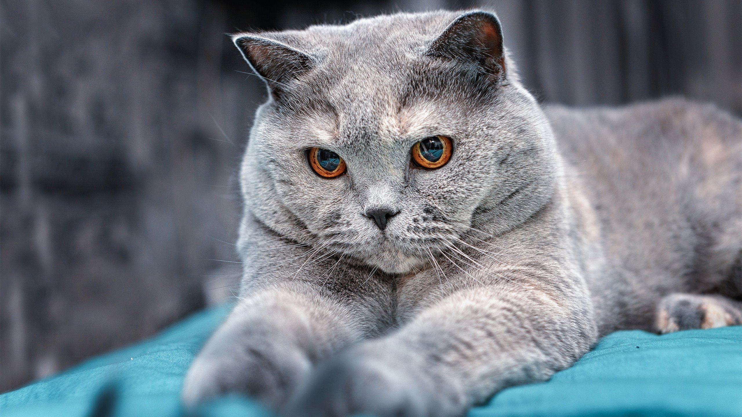 巴黎圣日耳曼碾压澳大利亚劲旅，加维德甲争冠战上演王者归来