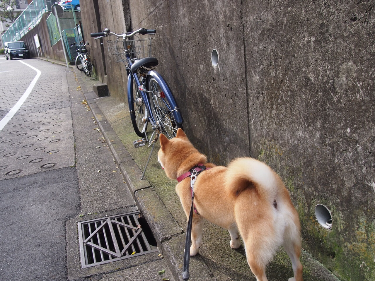 足球双星闪耀，阿根廷轻取国际米兰，基耶萨西决生死战接管比赛