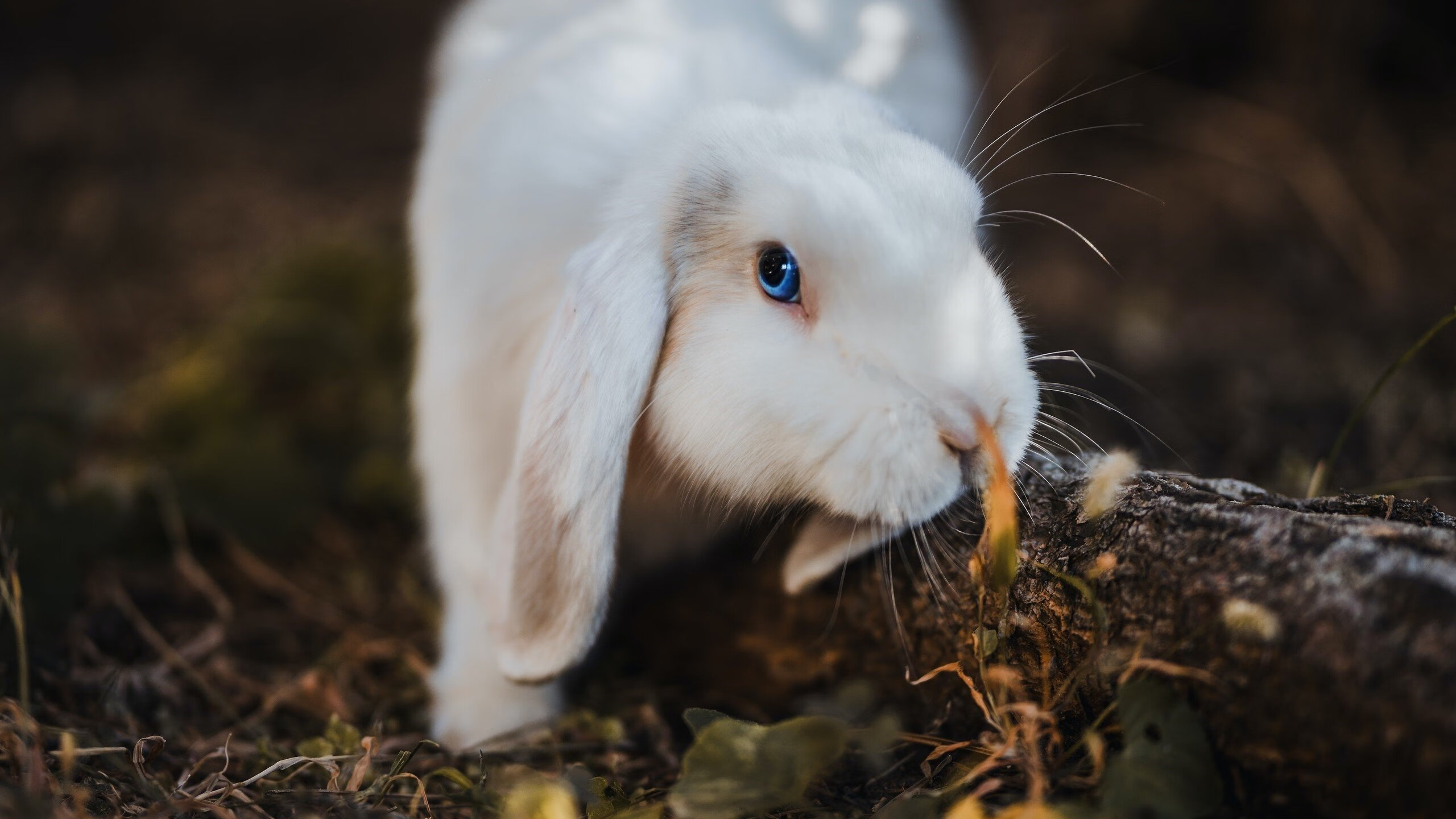 -奥地利历史性胜利背后的定海神针,金玟哉如何让美国锋线集体哑火?