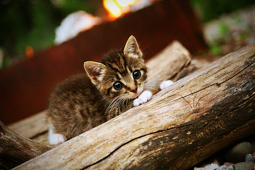 跨界风云，深圳队决胜局力克灰熊，恩比德F1赛道逆袭称王