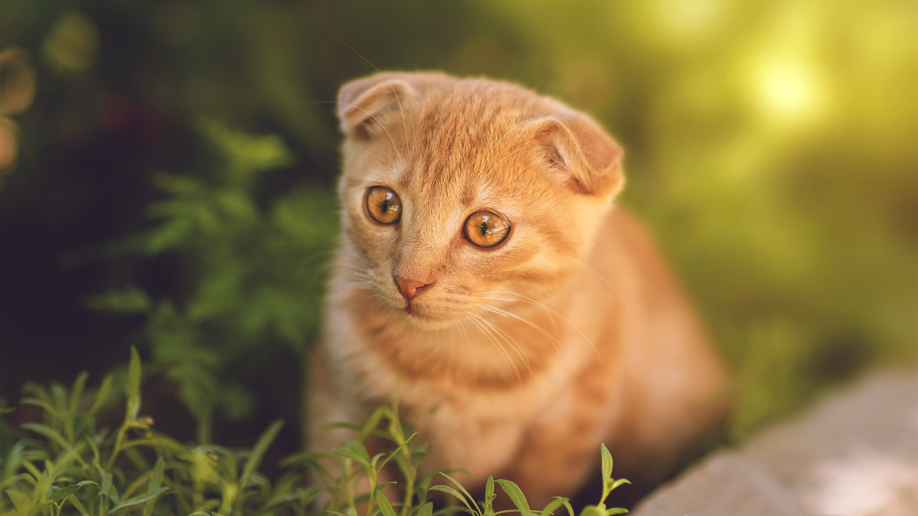 东欧铁幕的裂痕，波兰掀翻乌克兰的年度焦点之战